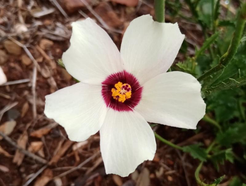 3 Bedroom Property for Sale in Oudtshoorn Rural Western Cape